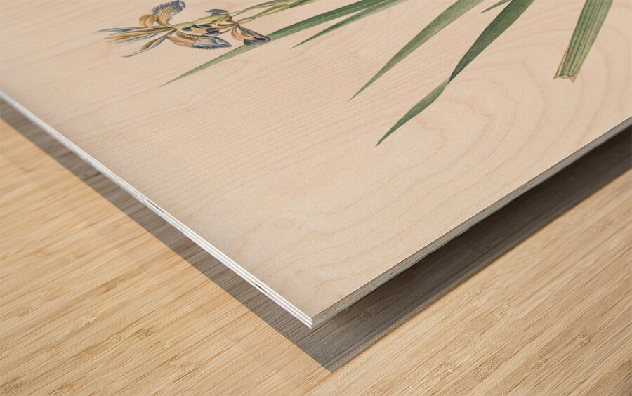 Stinking iris illustration  Wood print