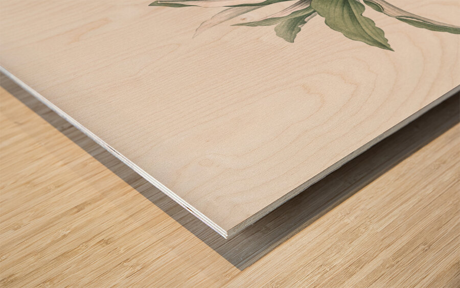 Kaempferia angustifolia illustration  Wood print