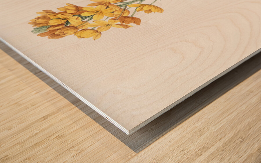 Sun star illustration  Wood print