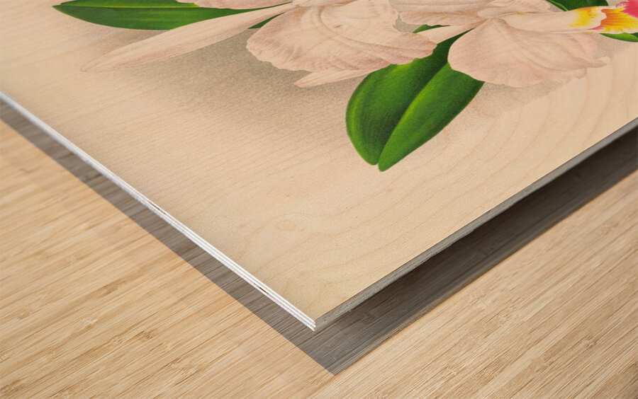Cattleya kimballiana Wood print