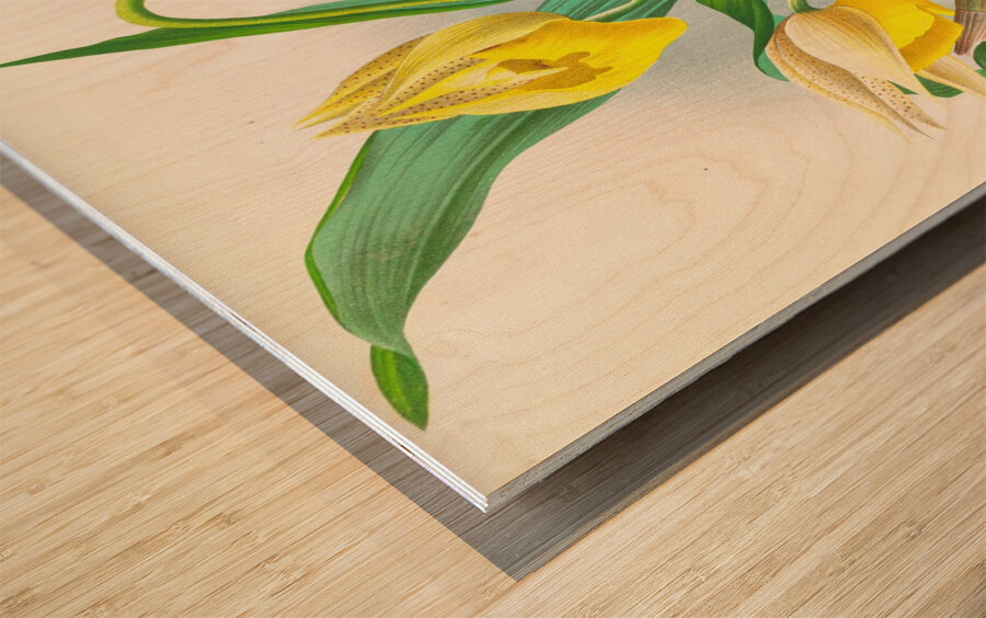 Catasetum macrocarpum Wood print