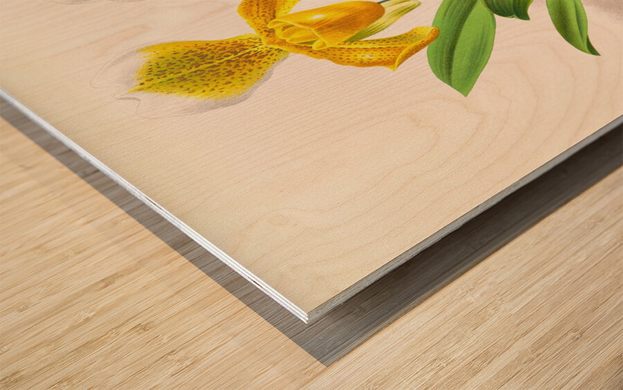 Cypripedium sallieri Wood print