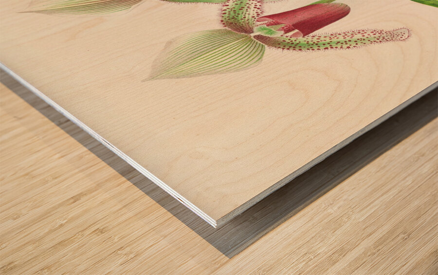 Cypripedium superbiens  Wood print