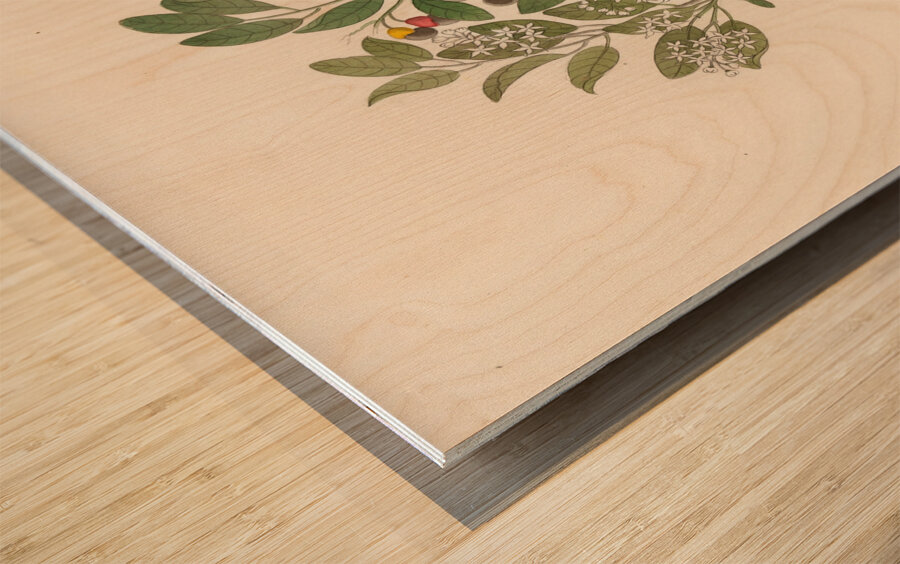 Celastrus [Apodytes dimidiata] 1817 Wood print