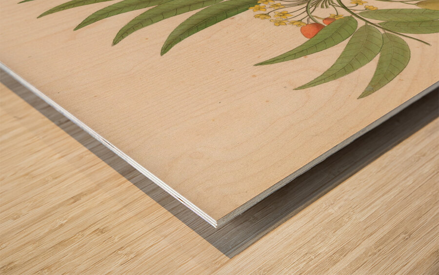 Decandria Mon. [Harpephyllum caffrum] 1817 Wood print