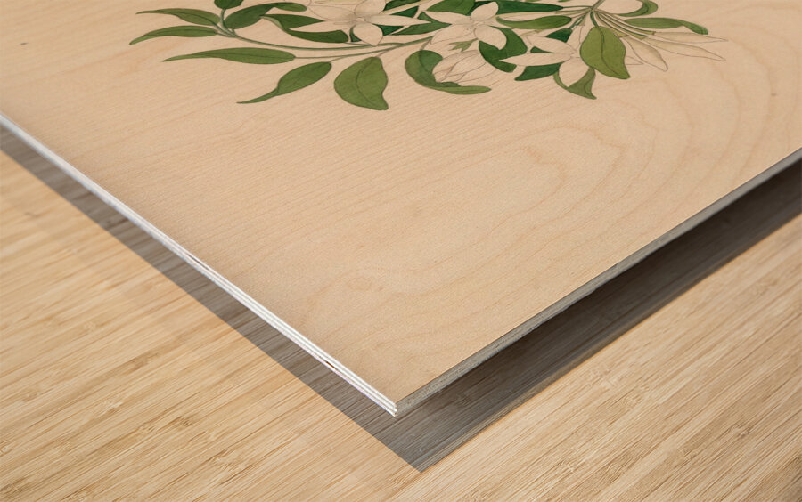 Jasminum angulare 1817 Wood print