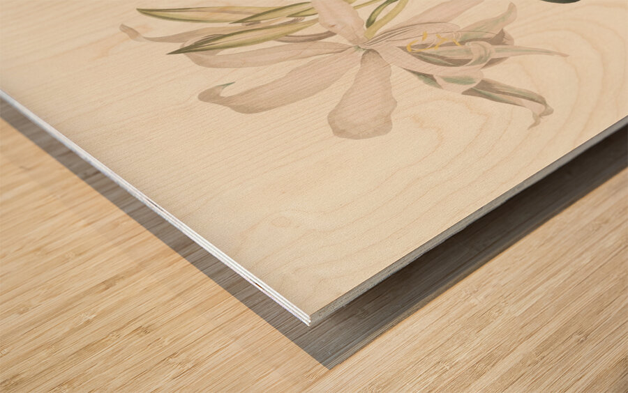 Amaryllis Aulica 1834 Wood print