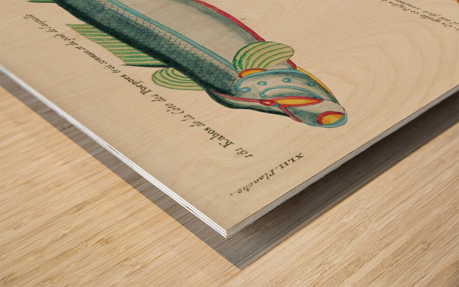 Colourful and surreal illustrations of fishes found in Moluccas Indonesia and the East Indies by Louis Renard 1678 -1746 from Histoire naturelle des plus rares curiositez de la mer des Indes 1754. Wood print