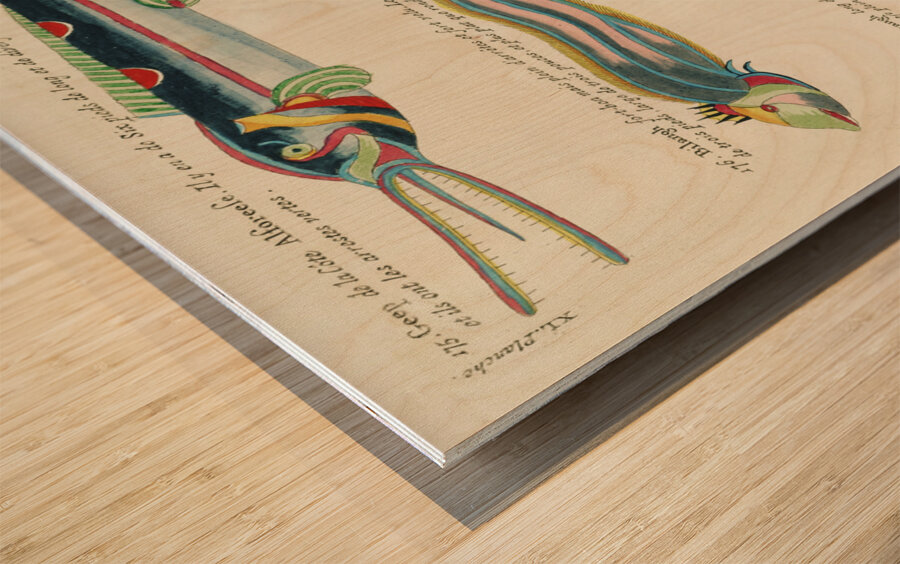 Illustrations of a siren and lobster found in the Moluccas Indonesia and the East Indies by Louis Renard 1678 -1746 from Histoire naturelle des plus rares curiositez de la mer des Indes 1754. Wood print