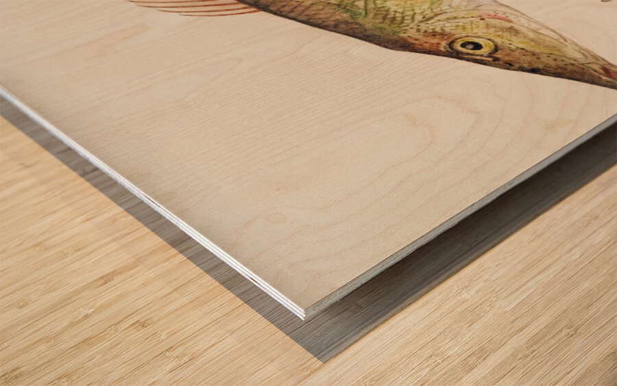 Antique fish South Pacific Fishes by Frank Edward Clarke 1849-1899.  Wood print