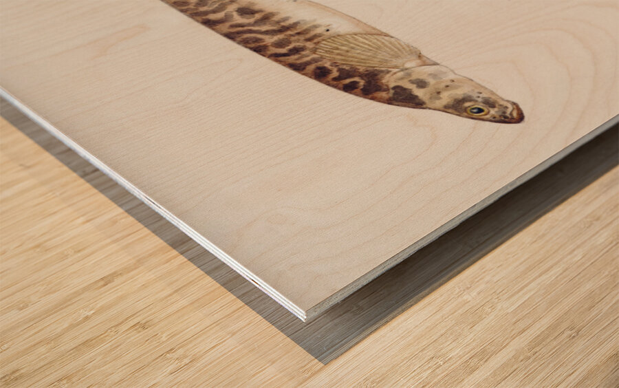 Antique fish galaxias olidus mountain trout South Pacific Fishes by Frank Edward Clarke 1849-1899.  Wood print