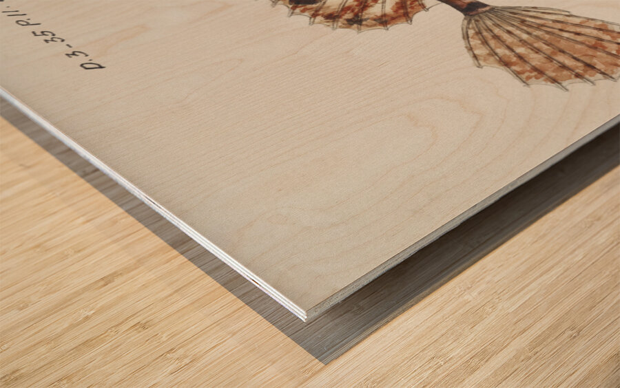 Antique fish possibly cristiceps australis weedfish South Pacific Fishes by Frank Edward Clarke 1849-1899.  Wood print