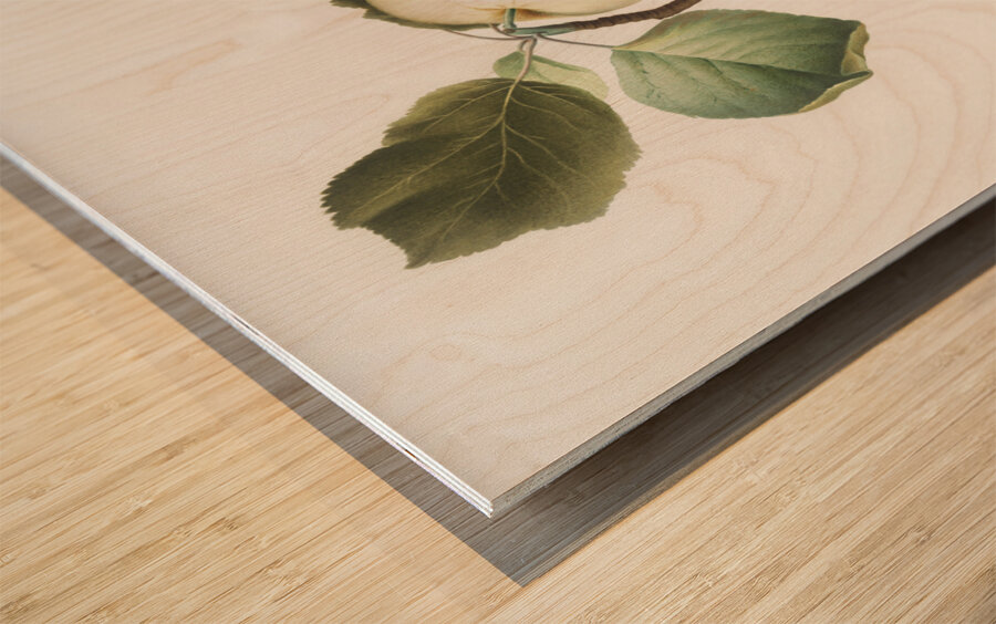 Astracan Apple Malus astracanensis from Pomona Italiana 1817 - 1839 by Giorgio Gallesio 1772-1839.  Wood print