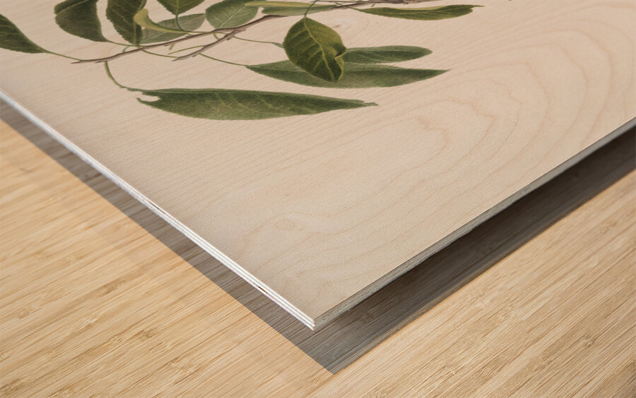 Plum Prunus ligustica from Pomona Italiana 1817 - 1839 by Giorgio Gallesio 1772-1839.  Wood print