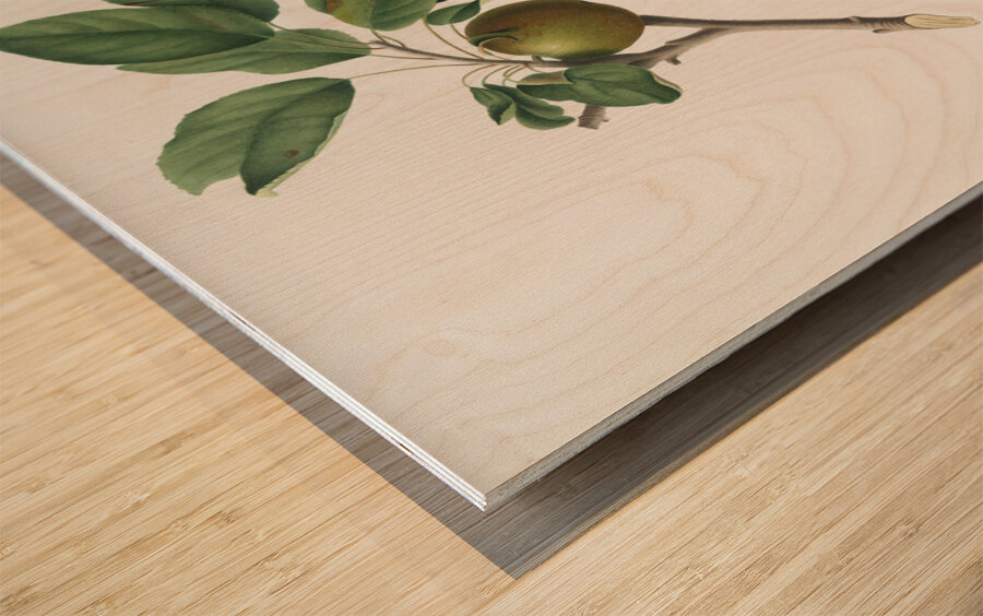 Apple Malus ruginea from Pomona Italiana 1817 - 1839 by Giorgio Gallesio 1772-1839.  Wood print