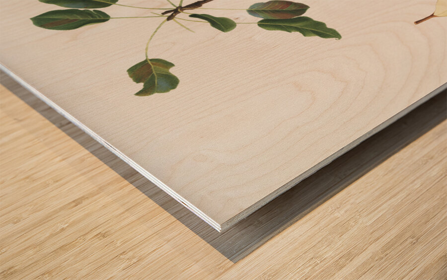 Pear Pyrus communis from Pomona Italiana 1817 - 1839 by Giorgio Gallesio 1772-1839.  Wood print