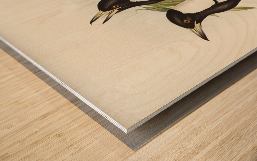 Tasmanian Crow-Shrike Gymnorhina organicum illustrated by Elizabeth Gould 1804–1841 for John Gould’s 1804-1881 Birds of Australia  Wood print