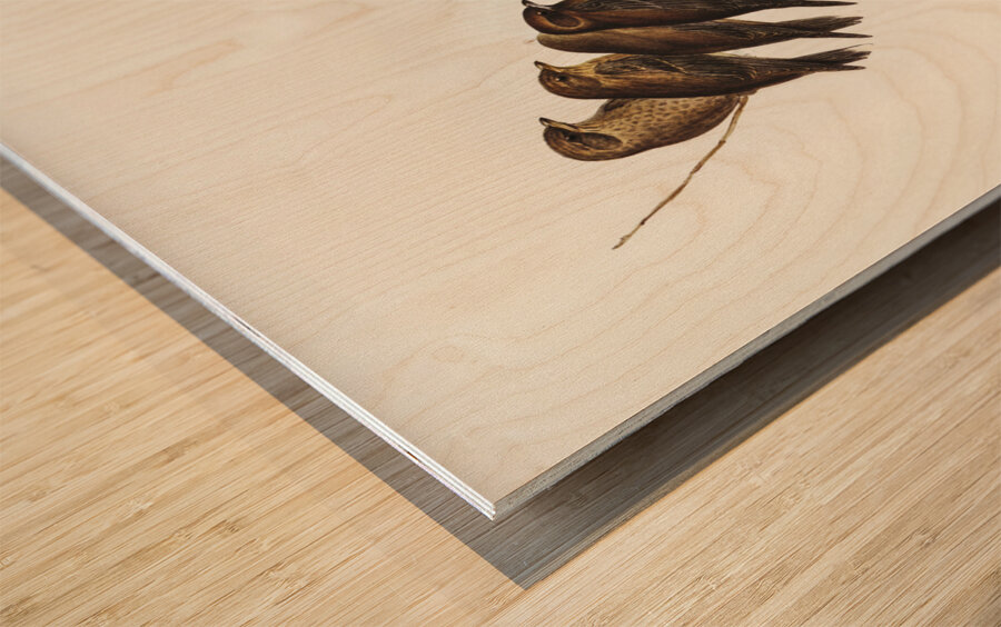 Little Wood Swallow Artamus minor Vieill illustrated by Elizabeth Gould 1804–1841 for John Gould’s 1804-1881 Birds of Australia  Wood print