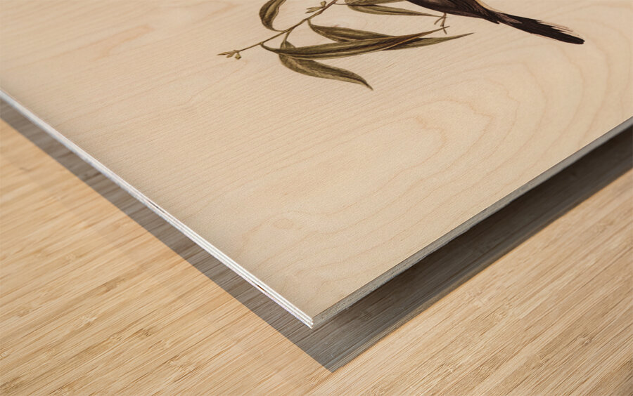 Black-fronted Flycatcher Monarcha trivirgata illustrated by Elizabeth Gould 1804–1841 for John Gould’s 1804-1881 Birds of Australia  Wood print