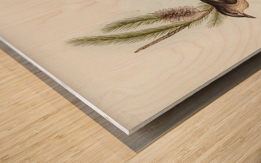 Buff-bellied shrike-thrush Colluricincla rufiventris illustrated by Elizabeth Gould 1804–1841 for John Gould’s 1804-1881 Birds of Australia  Wood print