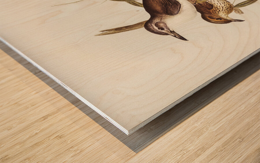 Selby’s Colluricincla Colluricincla Selbii illustrated by Elizabeth Gould 1804–1841 for John Gould’s 1804-1881 Birds of Australia  Wood print