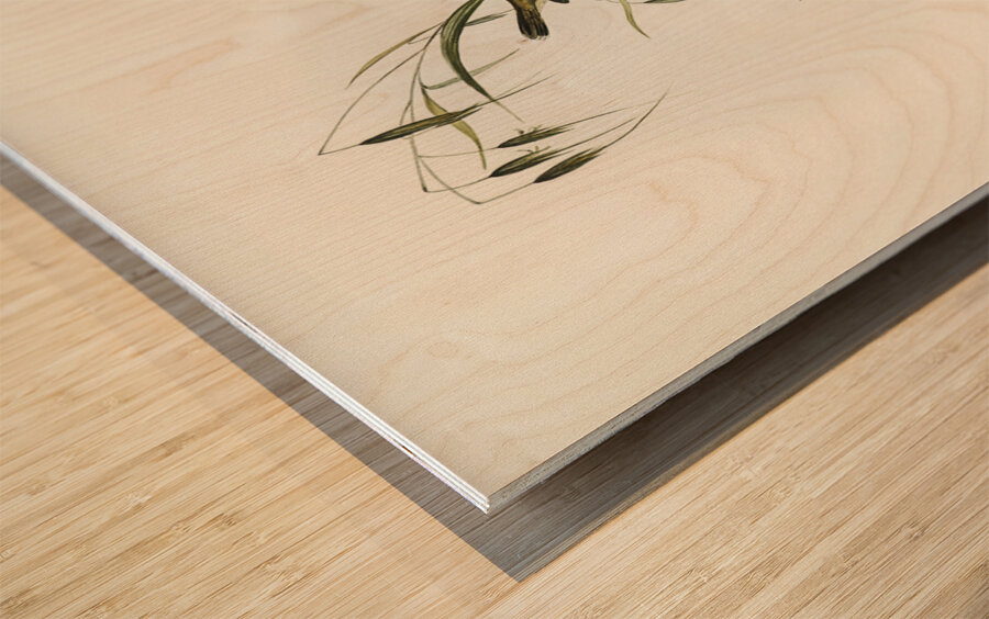 Field Reed Lark Calamanthus campestris illustrated by Elizabeth Gould 1804–1841 for John Gould’s 1804-1881 Birds of Australia  Wood print