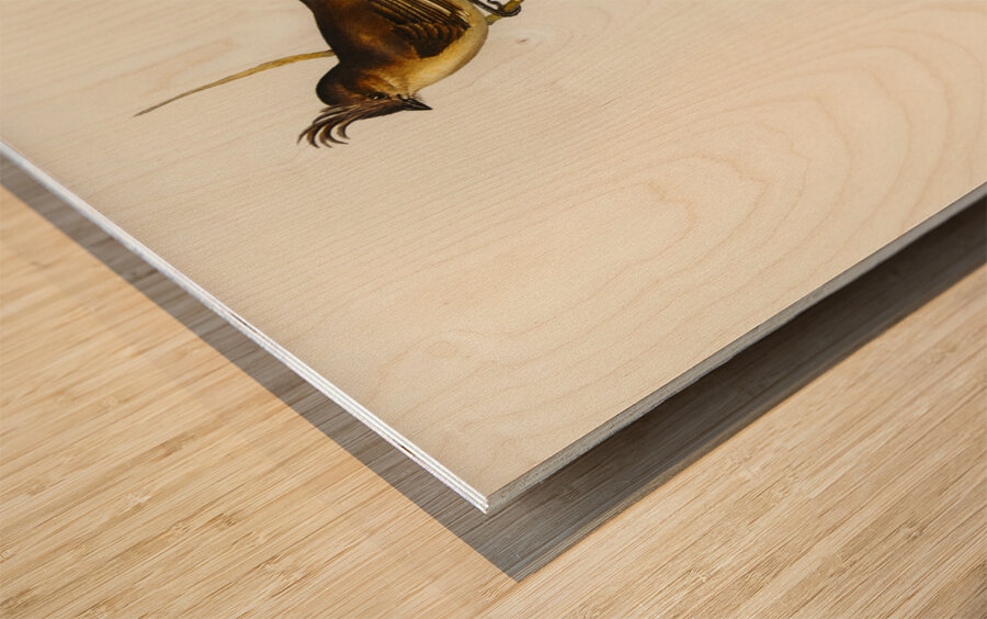 Crested Wedge-bill Sphenostoma cristata illustrated by Elizabeth Gould 1804–1841 for John Gould’s 1804-1881 Birds of Australia  Wood print