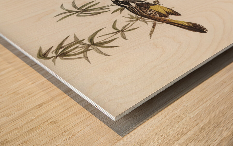 Long-billed Honey-eater Meliphaga longirostris illustrated by Elizabeth Gould 1804–1841 for John Gould’s 1804-1881 Birds of Australia  Wood print