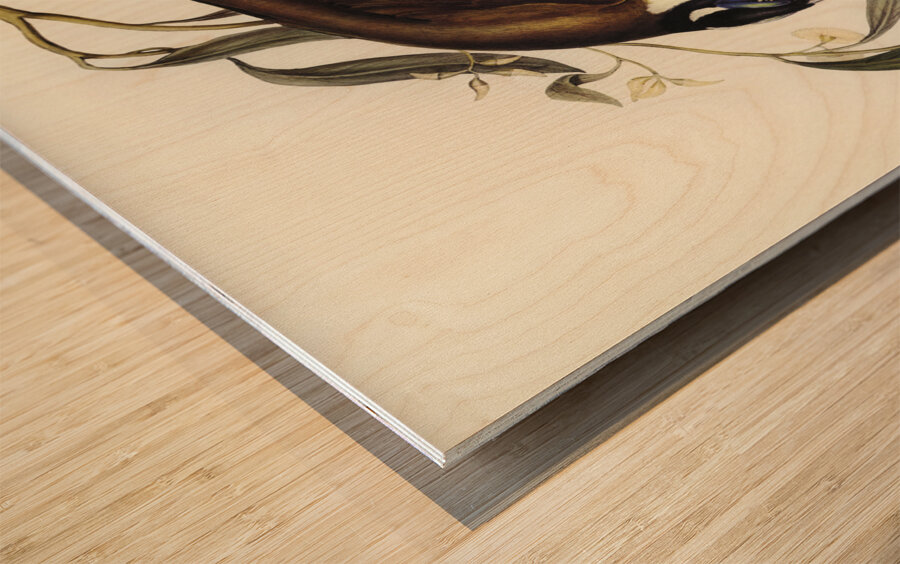 Blue-faced Entomyza Entomyza cyanotis illustrated by Elizabeth Gould 1804–1841 for John Gould’s 1804-1881 Birds of Australia  Wood print