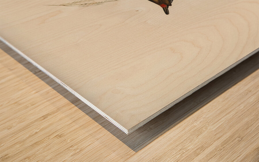 Painted Finch Emblema picta illustrated by Elizabeth Gould 1804–1841 for John Gould’s 1804-1881 Birds of Australia  Wood print