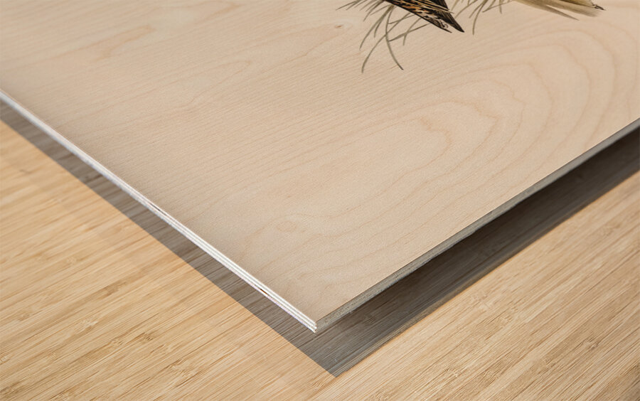 Curlew Sandpiper Schoeniclus subarquatus illustrated by Elizabeth Gould 1804–1841 for John Gould’s 1804-1881 Birds of Australia  Wood print