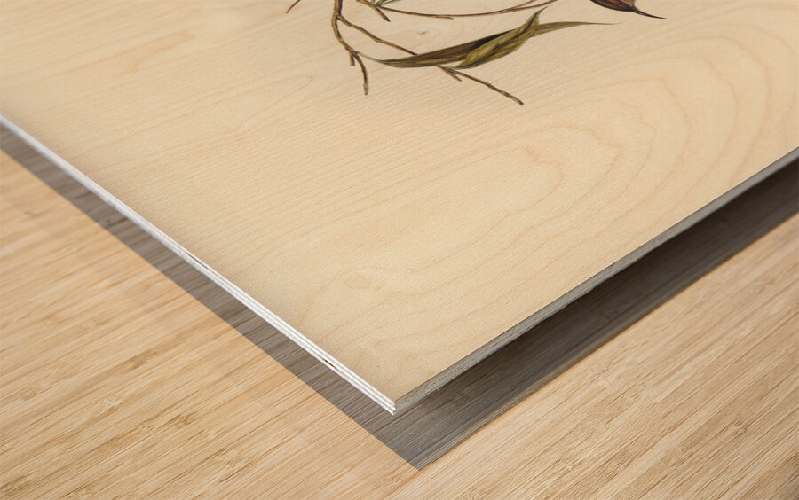 Obscure Honey-eater Myzomela obscura illustrated by Elizabeth Gould 1804–1841 for John Gould’s 1804-1881 Birds of Australia  Wood print