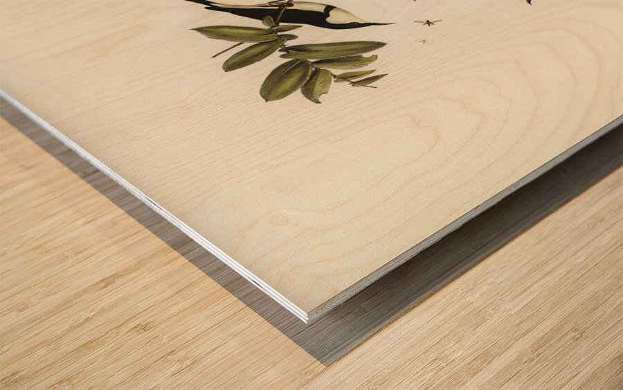 Banded Honey-eater Myzomela pectoralis illustrated by Elizabeth Gould 1804–1841 for John Gould’s 1804-1881 Birds of Australia  Wood print