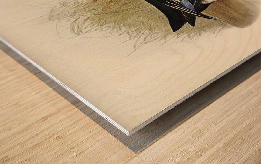 Variegated Shoveller Spatula Variegata illustrated by Elizabeth Gould 1804–1841 for John Gould’s 1804-1881 Birds of Australia  Wood print