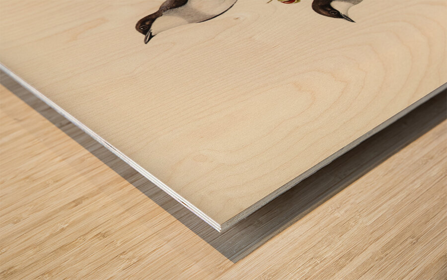 Rawnsleys Bower-bird Ptilonorhynchus Rawnsleyi illustrated by Elizabeth Gould 1804–1841 for John Gould’s 1804-1881 Birds of Australia  Wood print