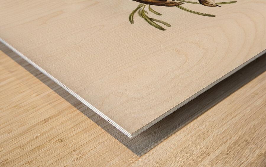 Plain-coloured Acanthiza Acanthiza inornata illustrated by Elizabeth Gould 1804–1841 for John Gould’s 1804-1881 Birds of Australia  Wood print