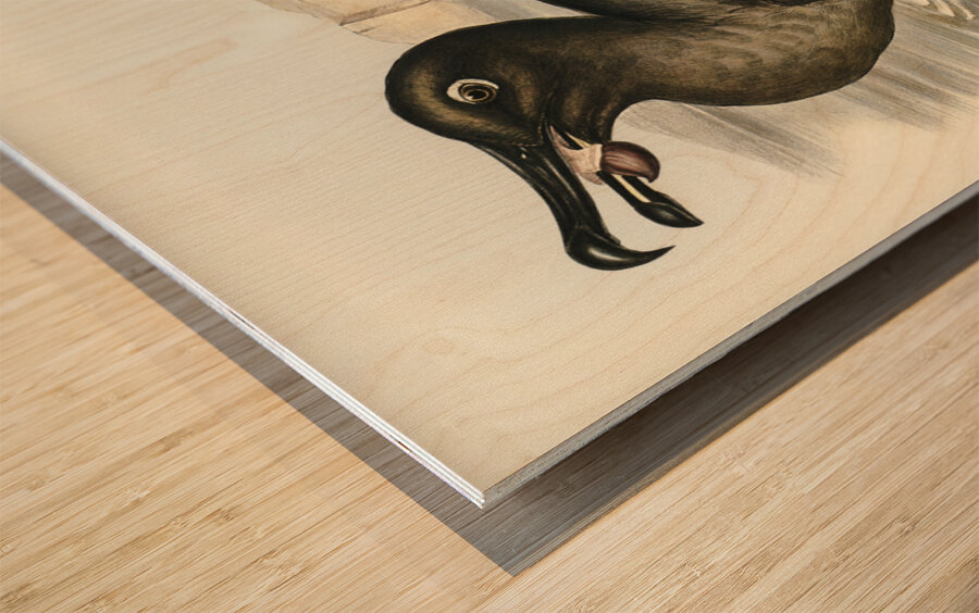 Sooty Albatros Diomedea fuliginosa illustrated by Elizabeth Gould 1804–1841 for John Gould’s 1804-1881 Birds of Australia  Wood print