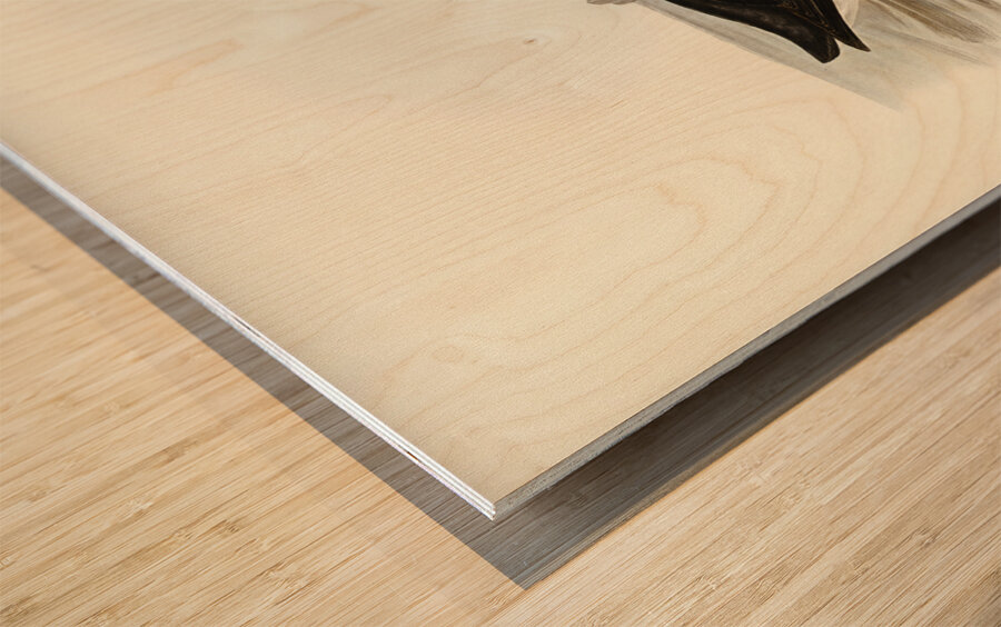 Diving Petrel Puffinuria Urinatrix illustrated by Elizabeth Gould 1804–1841 for John Gould’s 1804-1881 Birds of Australia  Wood print