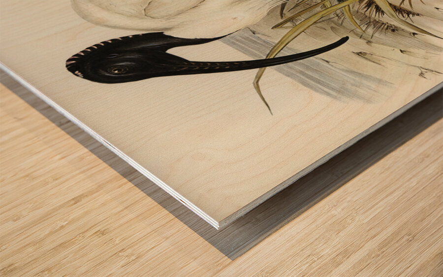 White Ibis Threskiornis strictipennis illustrated by Elizabeth Gould 1804–1841 for John Gould’s 1804-1881 Birds of Australia  Wood print