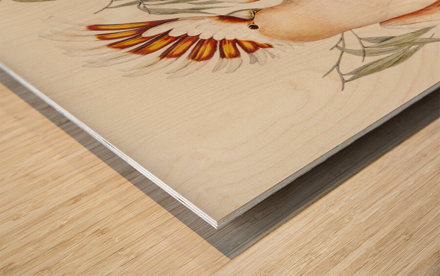 Leadbeaters Cockatoo Cacatua Leadbeaterii illustrated by Elizabeth Gould 1804–1841 for John Gould’s 1804-1881 Birds of Australia  Wood print