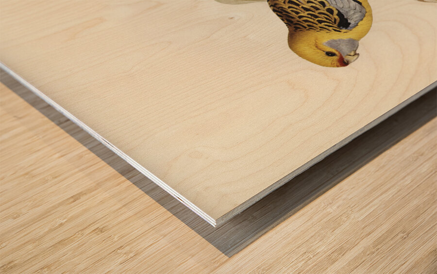 Yellow-rumped Parakeet Platycercus flaveolus illustrated by Elizabeth Gould 1804–1841 for John Gould’s 1804-1881 Birds of Australia  Wood print