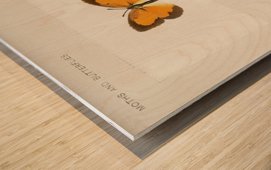 Sleepy Orange Terias Nicippe from Moths and butterflies of the United States 1900 by Sherman F. Denton 1856-1937.  Wood print