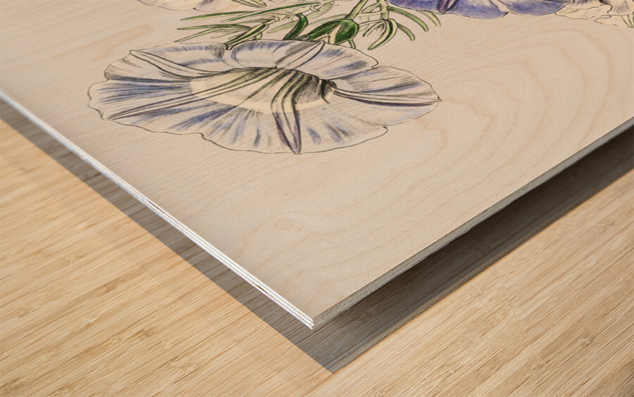 Sky blue alona from Edwards Botanical Register 1829-1847  by Sydenham Edwards John Lindley and James Ridgway. Wood print