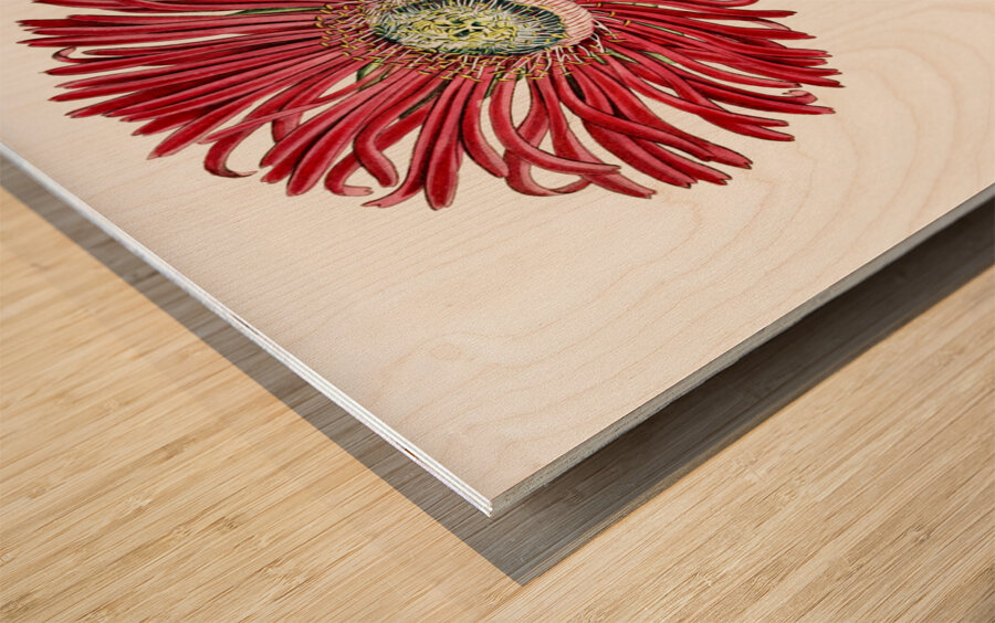 Red-Edged Fig Marigold from Edwards Botanical Register 1829-1847  by Sydenham Edwards John Lindley and James Ridgway. Wood print