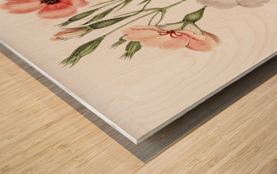 Dark-eyed viscaria from Edwards Botanical Register 1829-1847  by Sydenham Edwards John Lindley and James Ridgway. Wood print