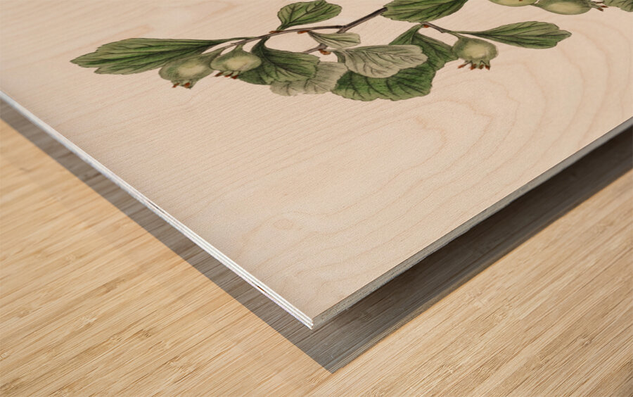 Spathula-leaved thorn from Edwards Botanical Register 1829-1847  by Sydenham Edwards John Lindley and James Ridgway. Wood print