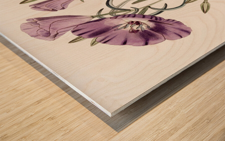 Large Purple Chilian Evening Primrose from Edwards Botanical Register 1829-1847  by Sydenham Edwards John Lindley and James Ridgway. Wood print