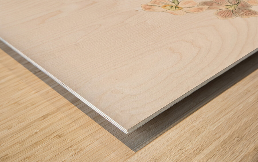 Piottas oxalis flowers from Edwards Botanical Register 1829-1847  by Sydenham Edwards John Lindley and James Ridgway. Wood print